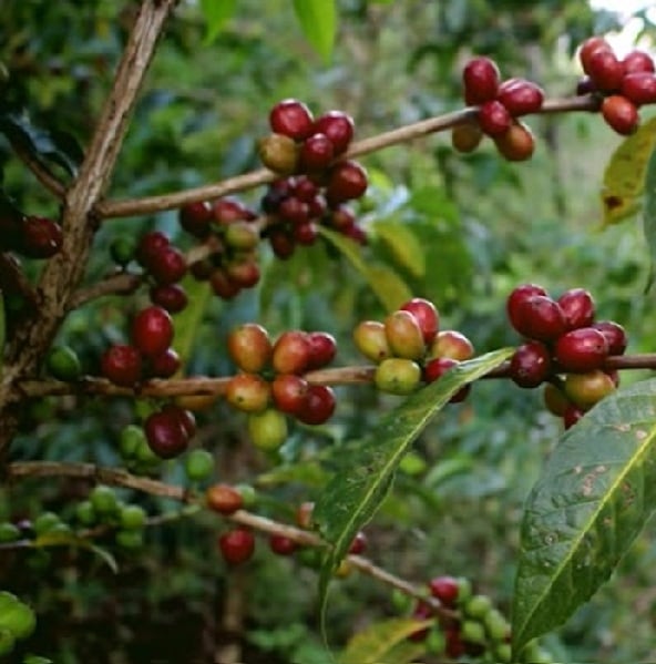 エチオピア  WOTE Yirgacheffe MicroLot.G1　　 Natural(24/25)