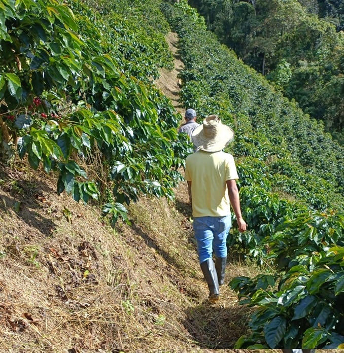 コロンビアMandarina Cremosa(ﾏﾝﾀﾞﾘｰﾅ･ｸﾚﾓｯｻ) Fully-Washed(24/25)