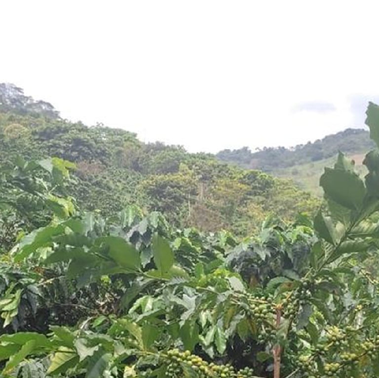 コロンビアMandarina Cremosa(ﾏﾝﾀﾞﾘｰﾅ･ｸﾚﾓｯｻ) Fully-Washed(24/25)