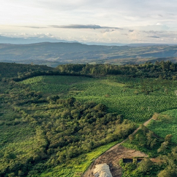 デカフェ  MEXICO Chiapas(ﾁｱﾊﾟｽ)ﾏｳﾝﾃﾝｳｫｰﾀｰ(23/24)