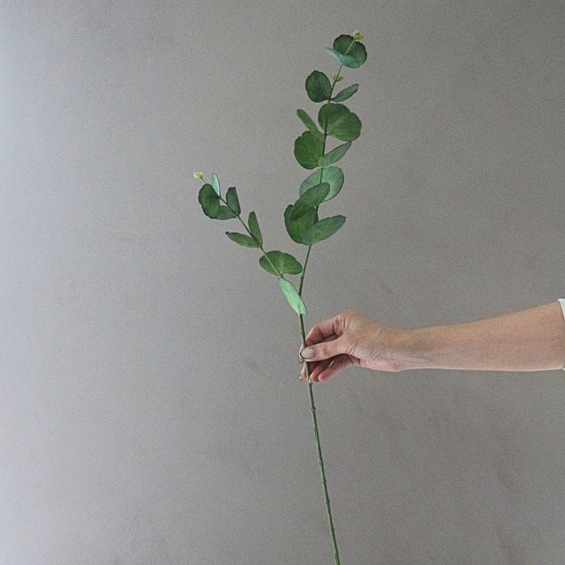 ユーカリプタス７３