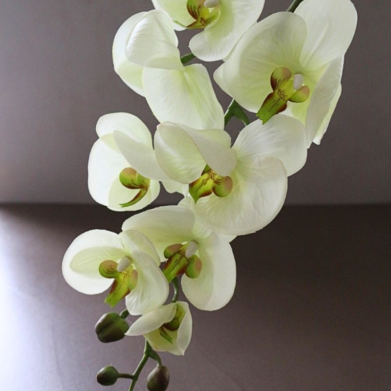 オーキッドホワイトグリーン100