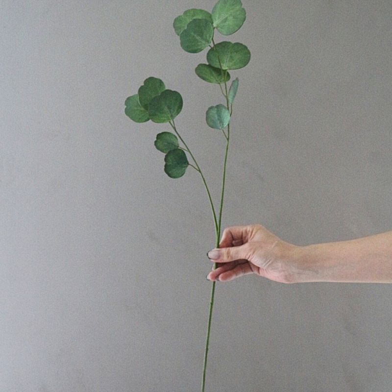 ユーカリプタス６５