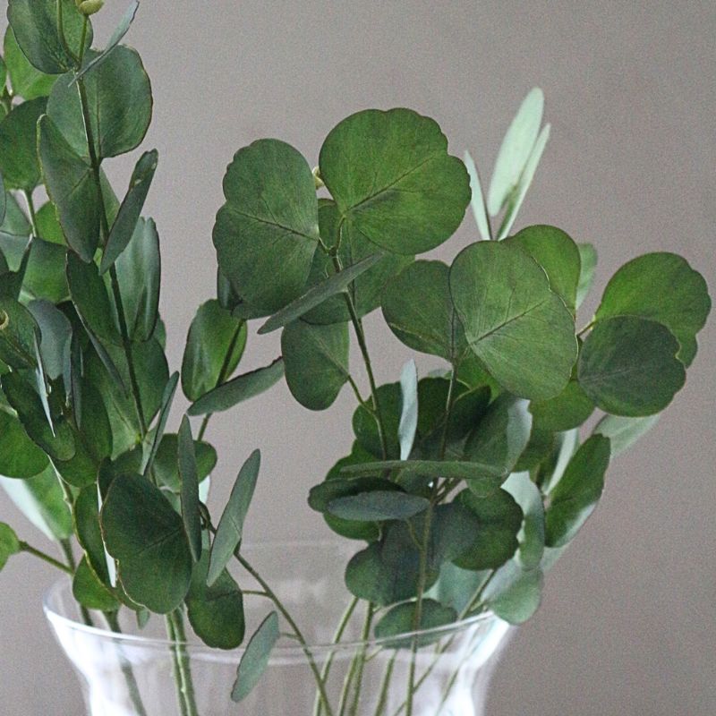 ユーカリプタス６５