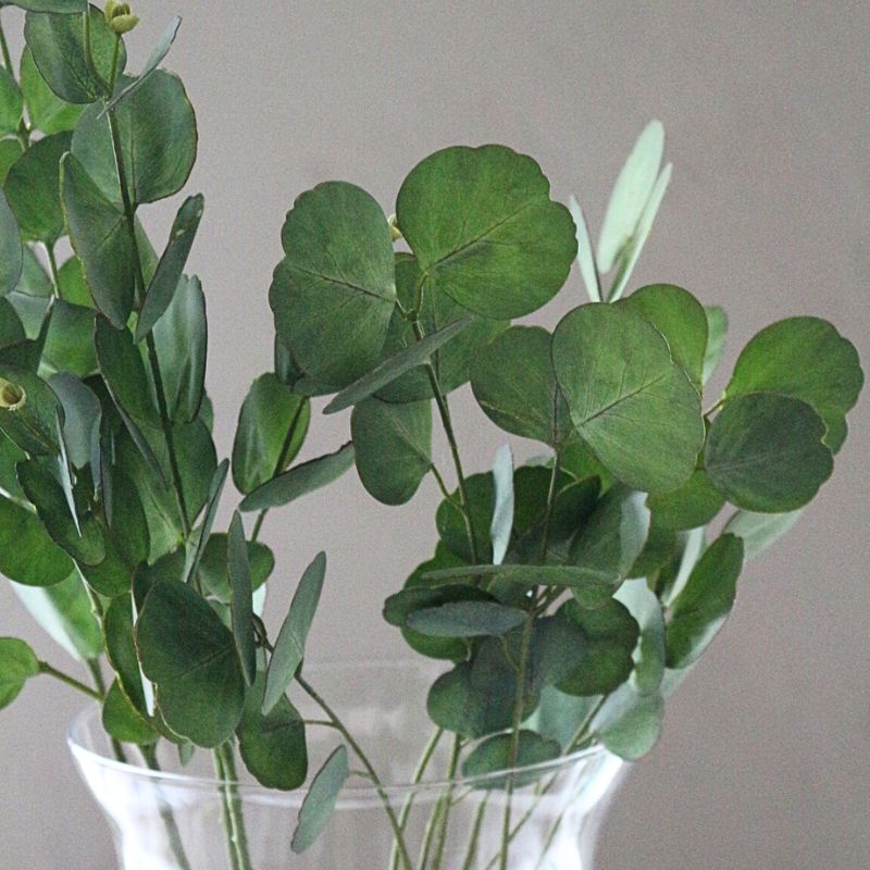 ユーカリプタス６５