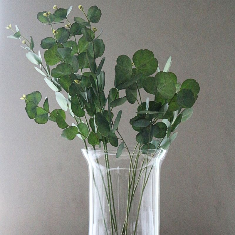 ユーカリプタス６５