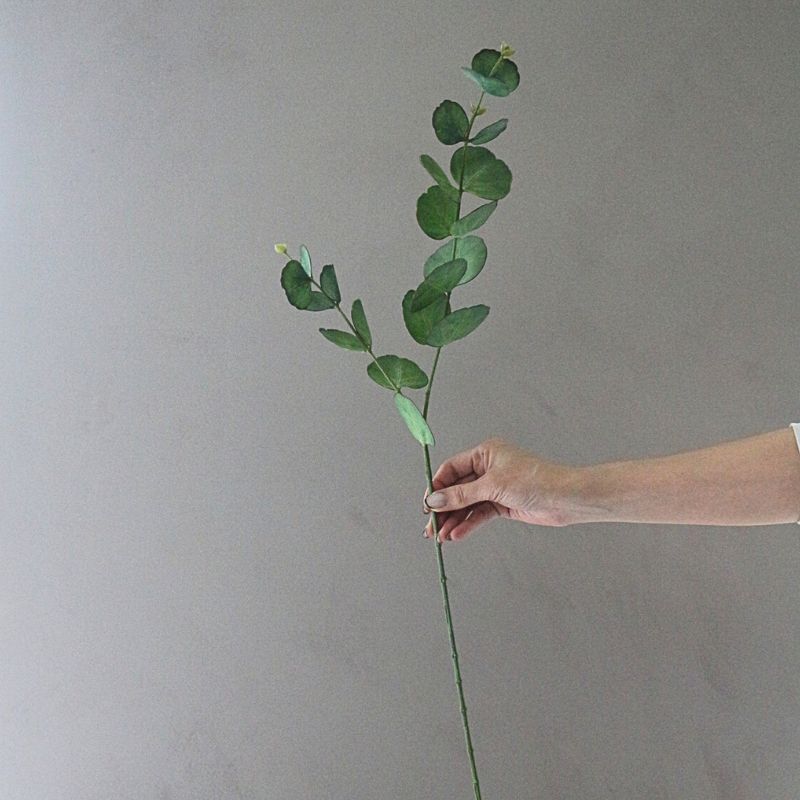 ユーカリプタス７３