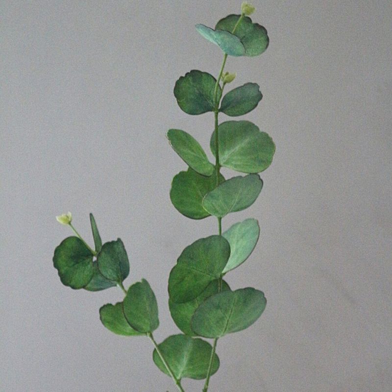 ユーカリプタス７３