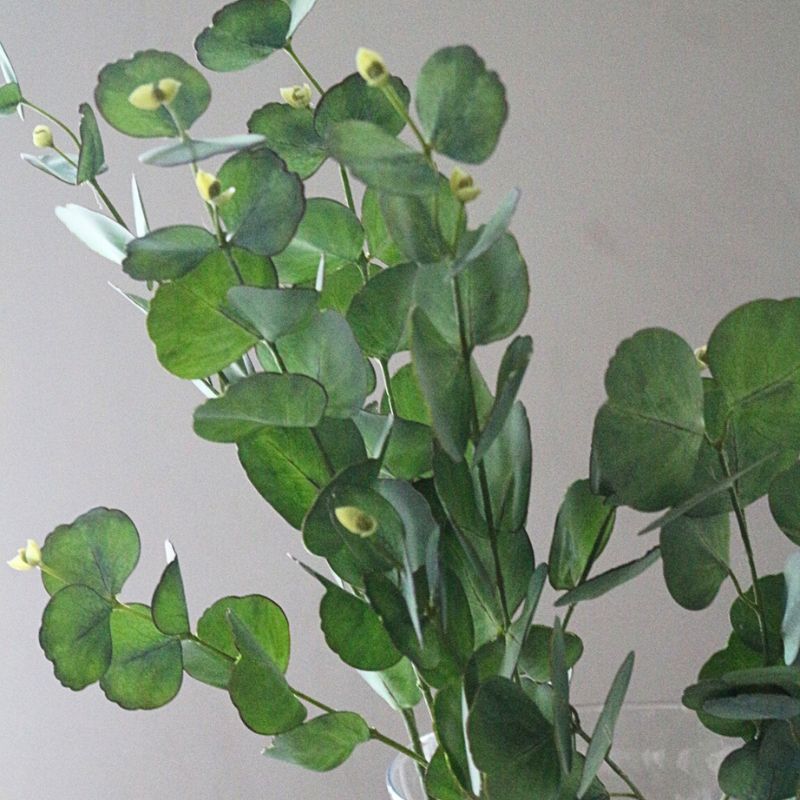 ユーカリプタス７３