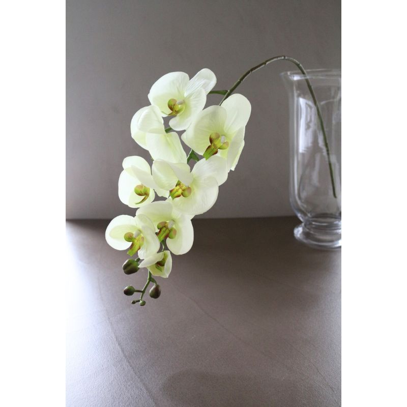 オーキッドホワイトグリーン100