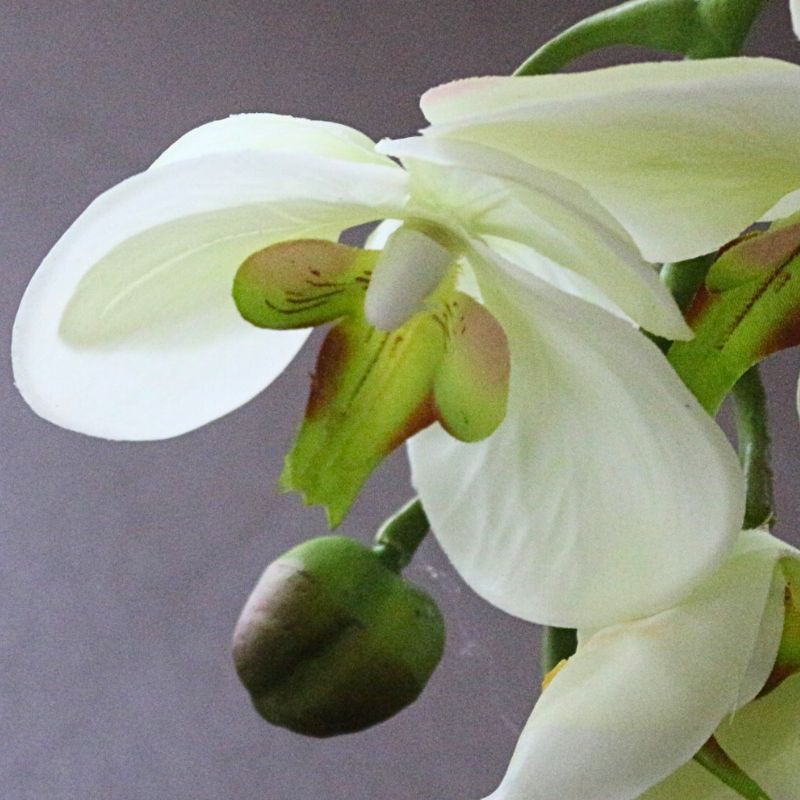 オーキッドホワイトグリーン100