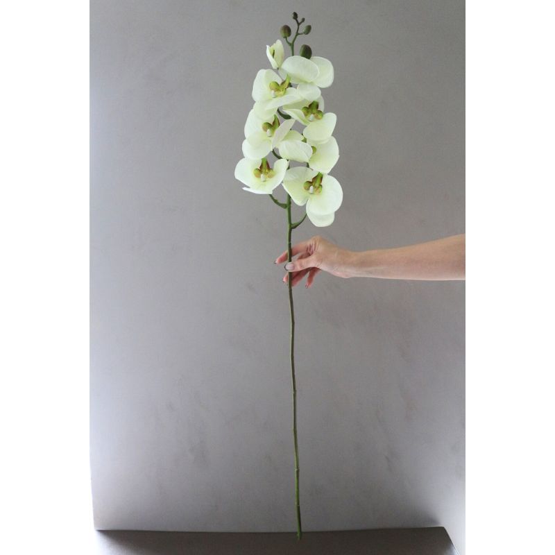 オーキッドホワイトグリーン100