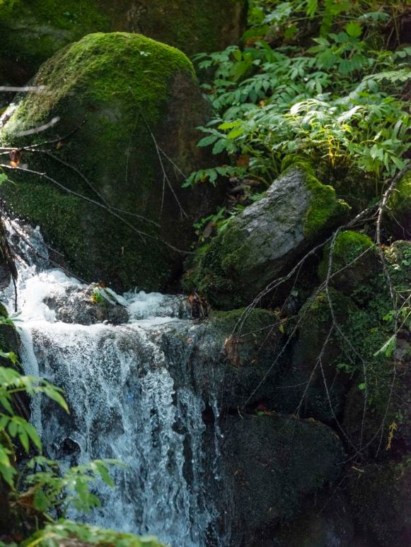冷めてもおいしいお米4.5㎏(送料込)