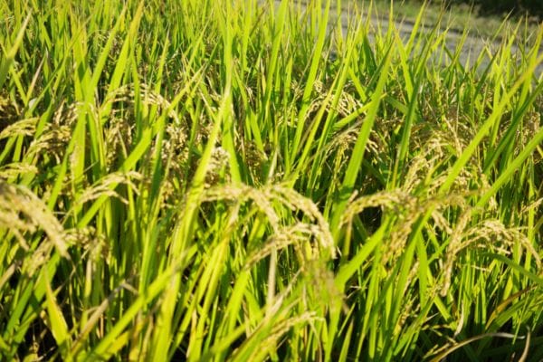 冷めてもおいしいお米4.5㎏(送料込)