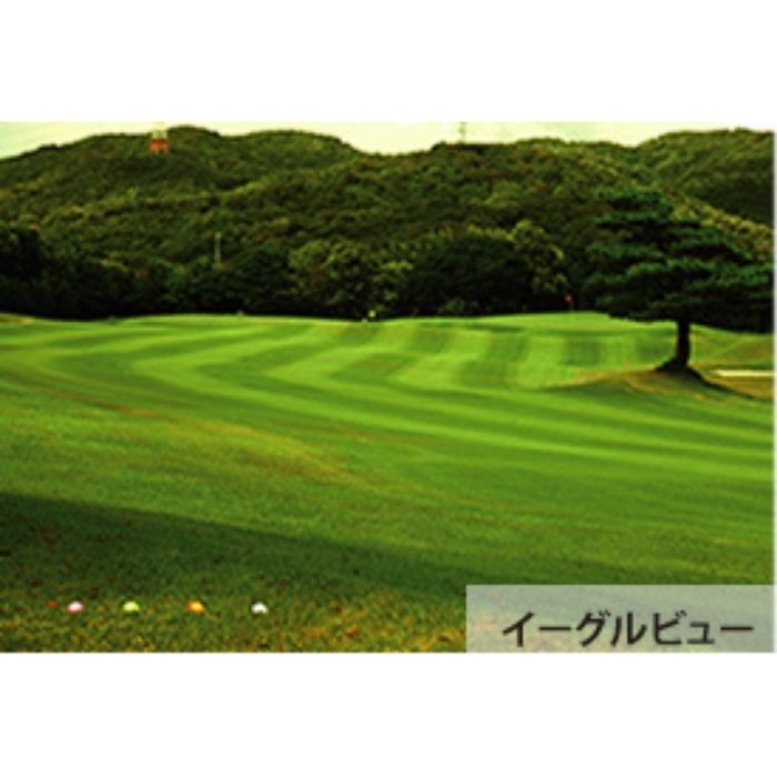 ゴルフサングラス SDGs PICHI STOP LITTERING 48（p26-eagleview）