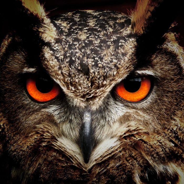 Leowl in eye Lo-110 2 45（1135）