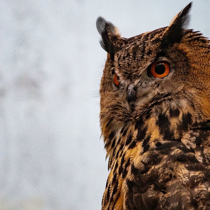 Leowl in eye Lo-110 2 45（1135）