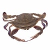  ݥ (1kg)