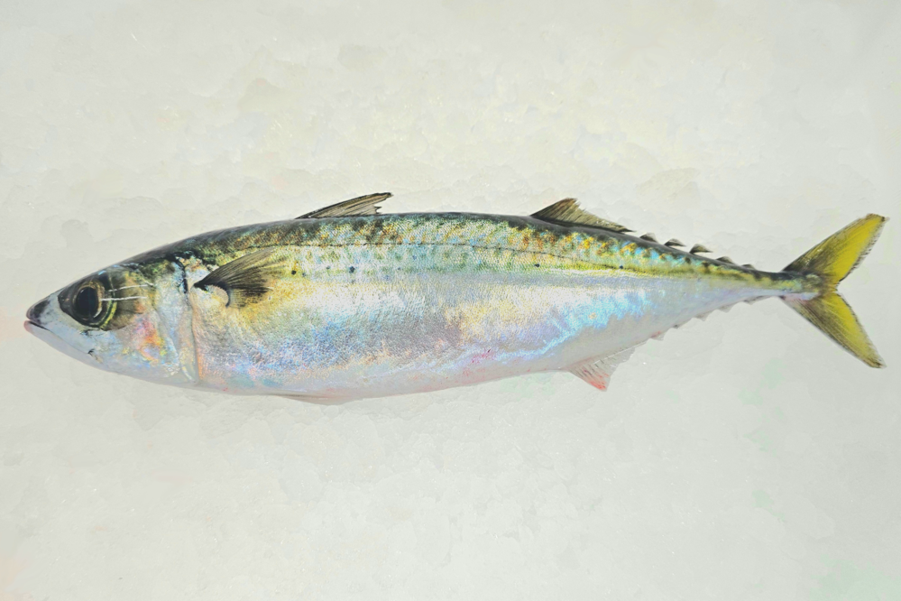 ʡ۳褵 (ɿ 1400g500g)