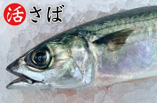 ʡ۳褵 (ɿ 1400g500g)