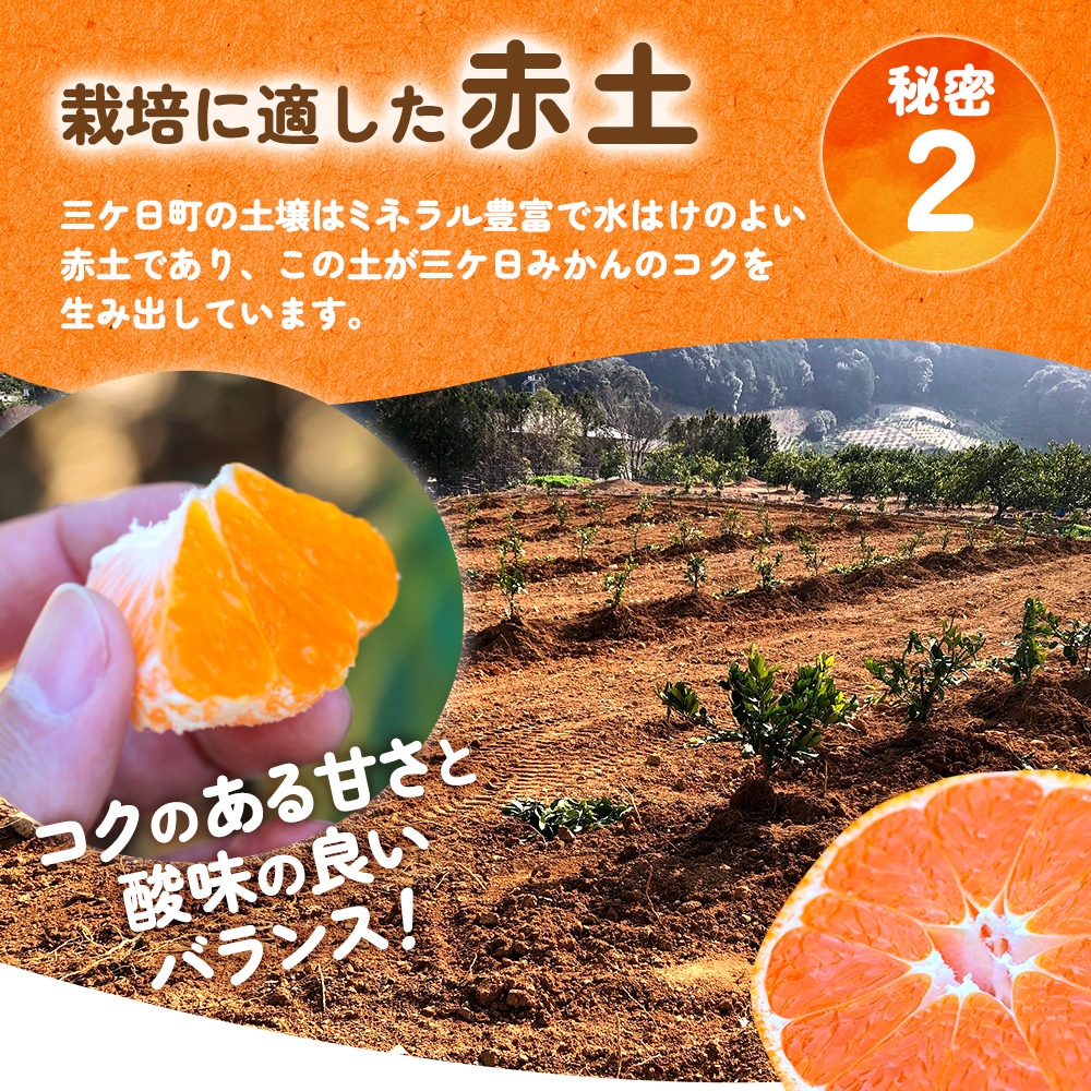 陽だまりファーム 三ヶ日みかん 約3kg│ 静岡クラウンメロン通販メロン