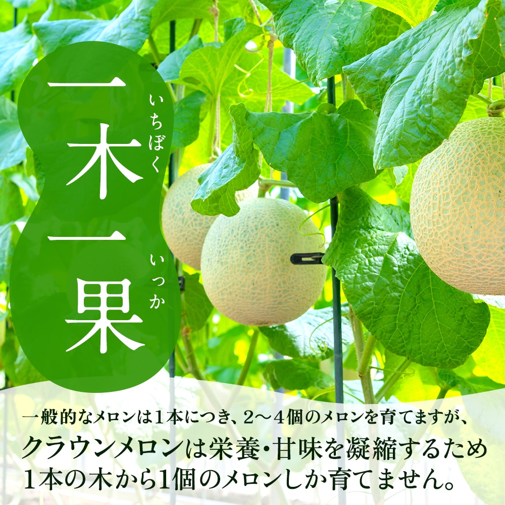 桐箱入りクラウンメロン【並(白等級)】特大玉(1.5kg前後)1玉入り