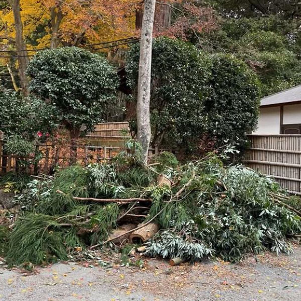 ϰޥ2025դοޡʵإѥå300g