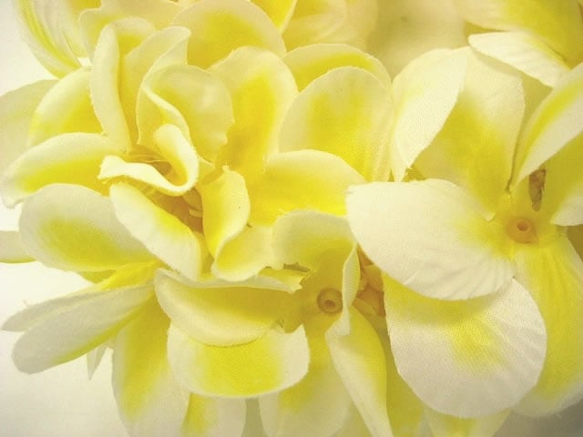 アロハプルメリアダブルヘッドバンド（イエロー)