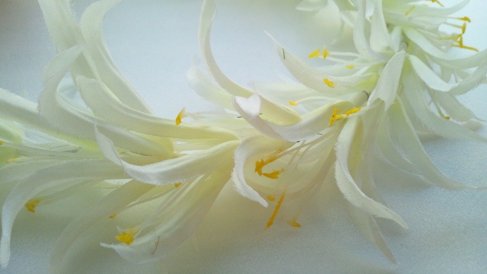 スパイダーリリー　ヘッドバンド　［ホワイト］