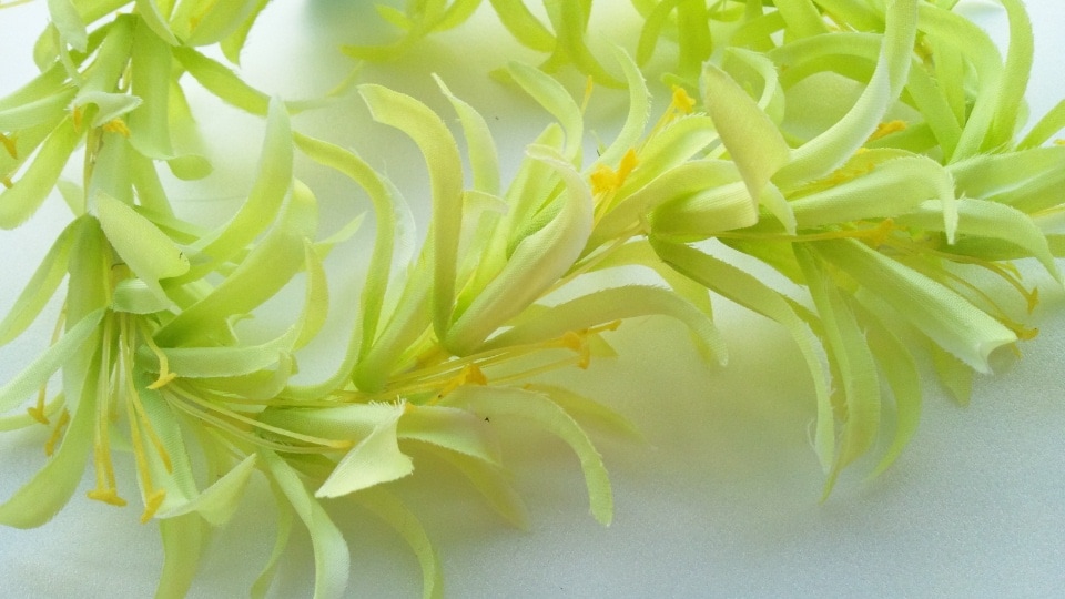 スパイダーリリー　ヘッドバンド　［グリーン］