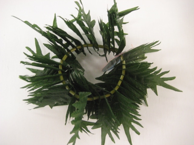 ファーンシュシュ