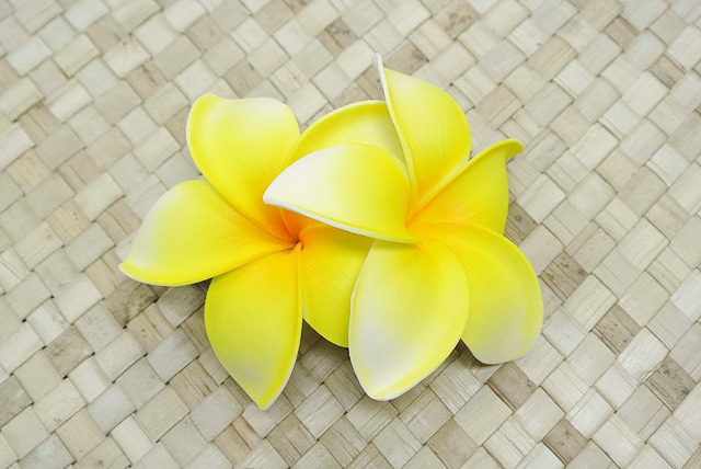 ナニプルメリア ヘアクリップ（2個付）［黄］