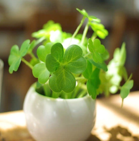 �������С� �ý������ƥ��ե�����륰�꡼��  B������ ARTIFICIAL GREEN  CLOVER ���ߥơ������ �ե��������꡼���ZX-KH-60848��