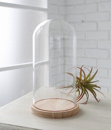 アンティーク ガラスドーム展示ケース pg30856.jpg