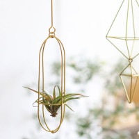 ����֥롼�� �饦��ɥ����ʥ��� ���� �ǥ��졼����� ���쥨 Creer 92350016 ���� �����ץ��� ���ꥹ�ޥ��ĥ꡼ ������� �̲� �����ʥ��� ���ꥹ�ޥ��ĥ꡼ Christmas��CRE-9235-0016��