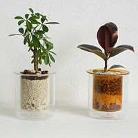 PINO���饹�ץ�󥿡� ���졼 ���ꥢ�� �������� ���� �ե��١��� ���饹�١��� �ۡ��ॹ�ƥå� �������� Homestead AXCIS/��/��/�ե�/�ե����饹/���� ���饹/���饹�١���/����ץ�/������� ��ʪ/�̲�/�ִ�/����ƥꥢ����/����ƥꥢ��HS366��