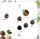 �ե饬���� ���顼�ȥ꡼�ȥ��� SHOW-WA���ꥸ�ʥ륯�ꥢ���ƥå�����