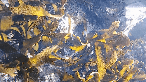 KING KUROME(キングクロメ)3個セット