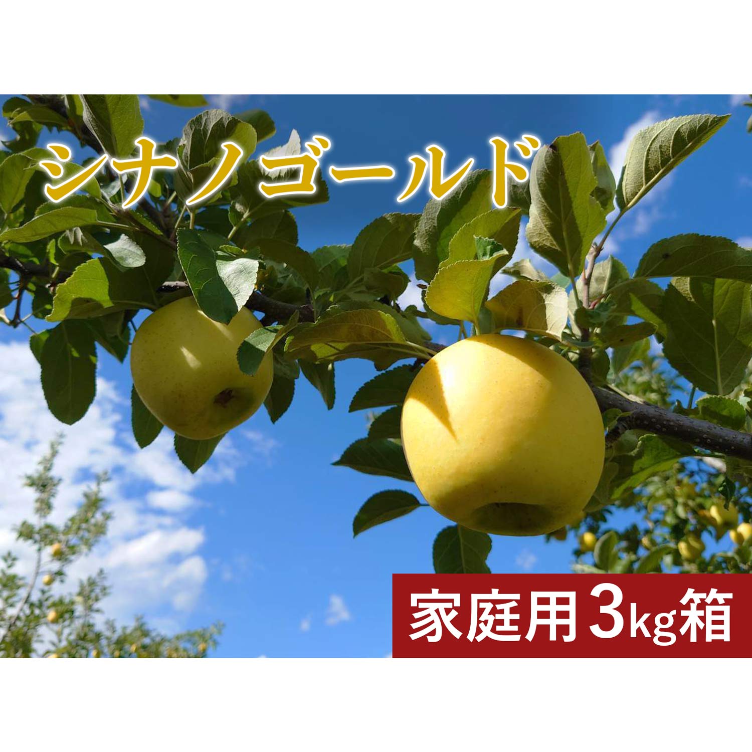 2024年10月北海道 で収穫した 松の実20kg 【公式通販】