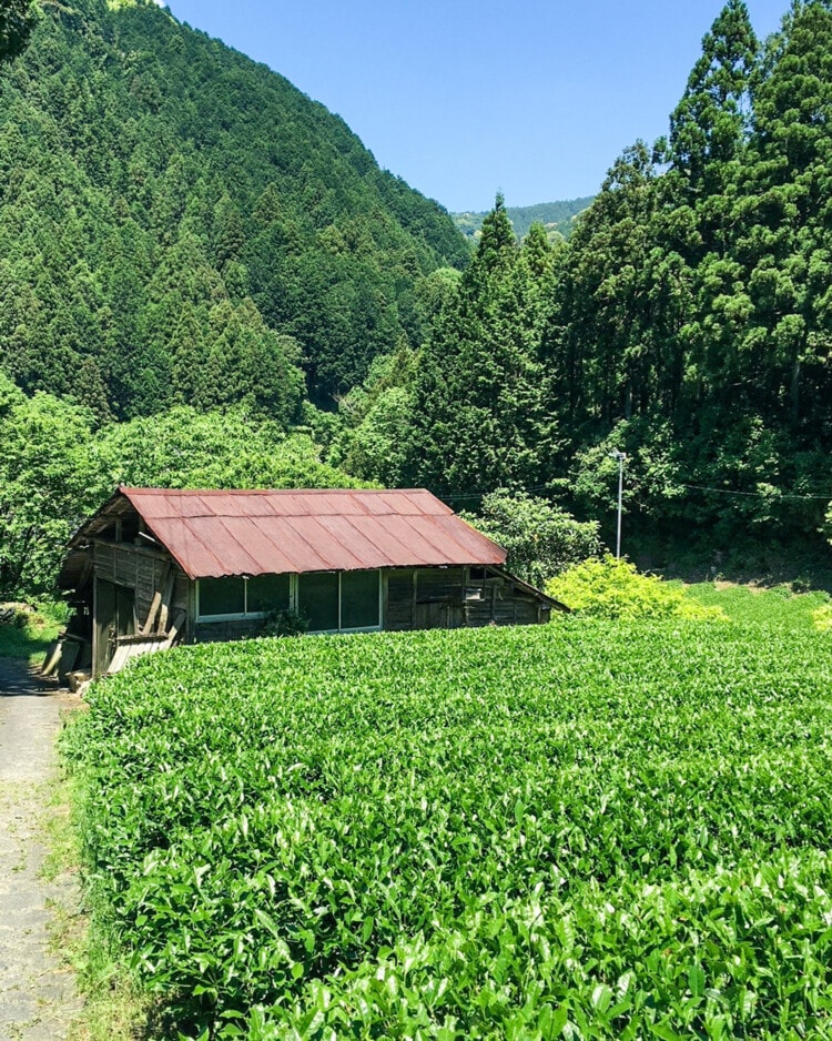 GYOKURO IMPERIAL HAKUYOCHA / 玉露 インペリアル 白葉茶