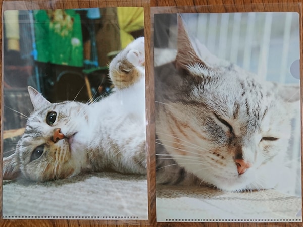 ǭꥸʥ륯ꥢե No.23祻å