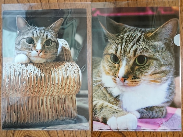 ǭꥸʥ륯ꥢե No.23祻å