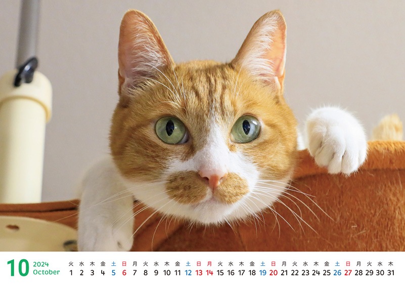 �������դ���������2024ǯ�Υ����������ڼ̿��ѡ�