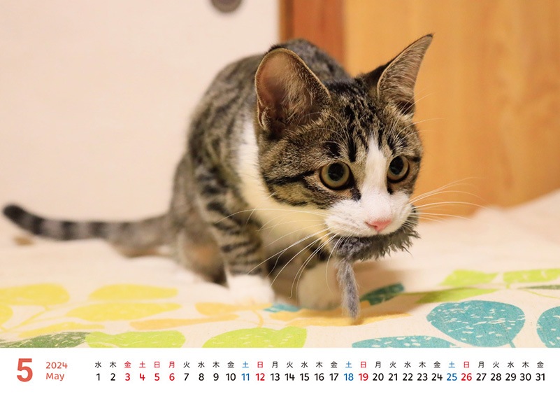 �������դ���������2024ǯ�Υ����������ڼ̿��ѡ�