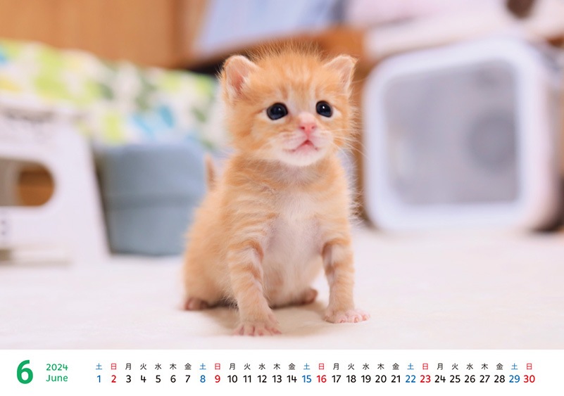 �������դ���������2024ǯ�Υ����������ڼ̿��ѡ�