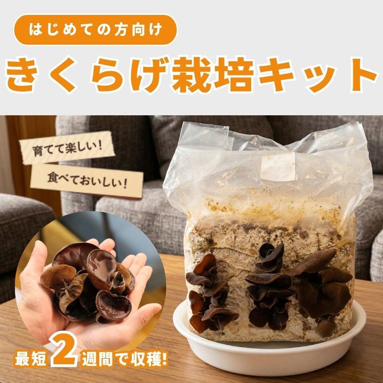 ���Ƥ��������ä������Ǥ��󤿤󡪽�񻺤����餲���ݥ��å�