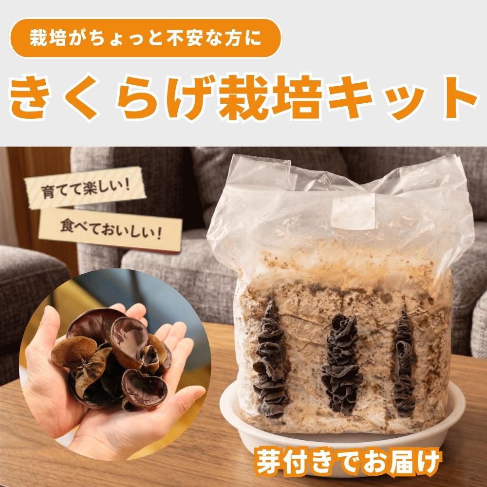 きくらげ 栽培 キット