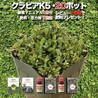 【予約特典あり】 クラピア K5（薄桃）  20株 すくすくセット 完全植栽マニュアル付き 苗20ポット 肥料 活力剤 2種（有機入り一発果菜肥料、メネデール） イワダレソウ改良種 グランドカバー プランツ 雑草対策 庭 ガーデニング diy 緑化 おすすめ ガーデン 植物 多年草