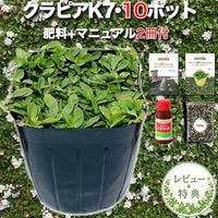 【レビュー特典あり】 クラピア K7(白) 白品種 10株 すくすくセット 植栽マニュアル付き 苗10ポット 肥料 活力剤 2種付き イワダレソウ改良種 芝生の代わりのグランドカバー 雑草対策 植物 白色 白い花 プランツ 庭 屋上 緑化 K5と同程度の耐寒性 多年草 地被植物 ほふく性 下草 背が低い 宿根草