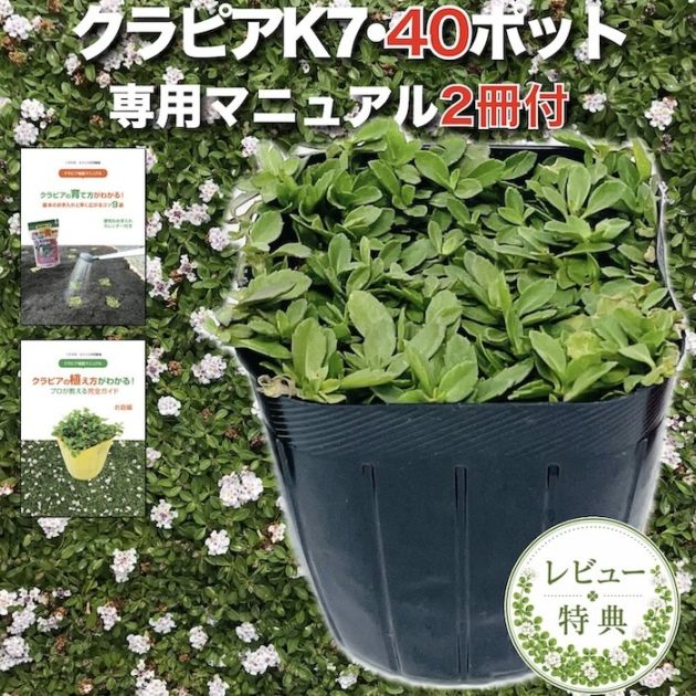 レビュー特典あり】 クラピア K5 薄桃品種 9cmポット苗 40鉢セット 植